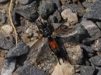 Cylindromyia brassicaria